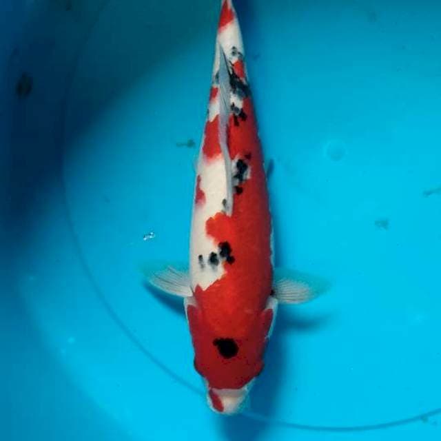Sanke 31 cm female