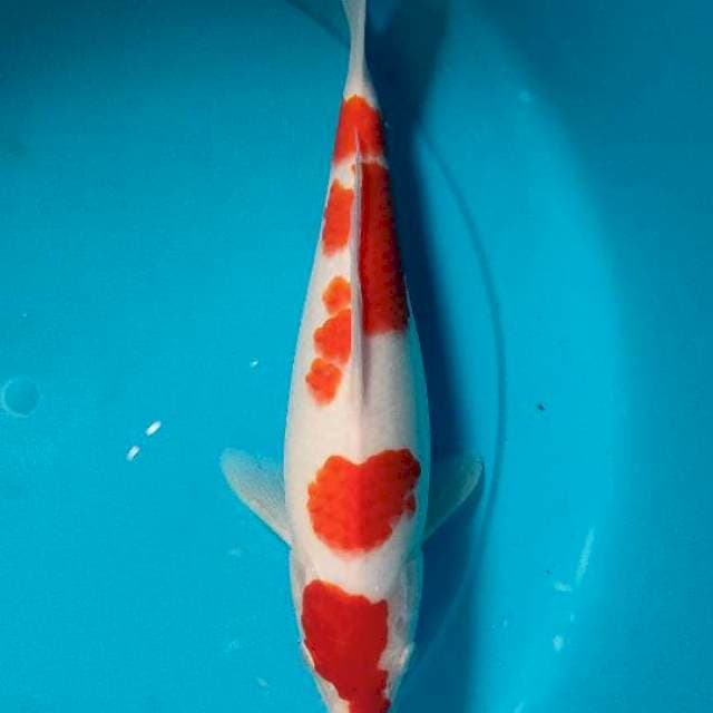 Kohaku female 29 cm