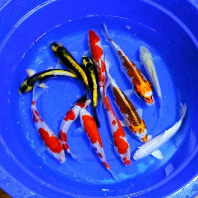30_35cm mik cantik cantik