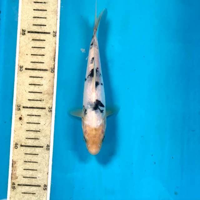 Bekko Doitsu, 19 cm
