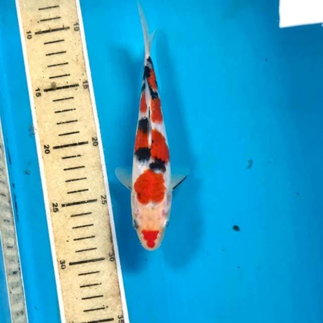 Sanke,19 cm