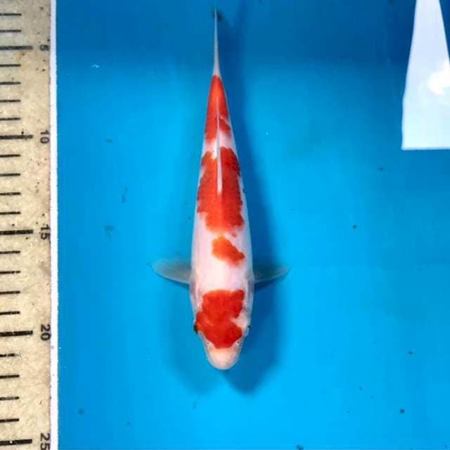 Kohaku, 18 cm