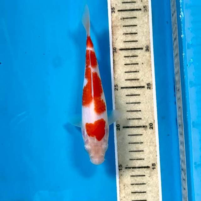Kohaku, 19 cm
