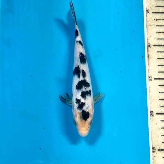 Bekko, 18 cm
