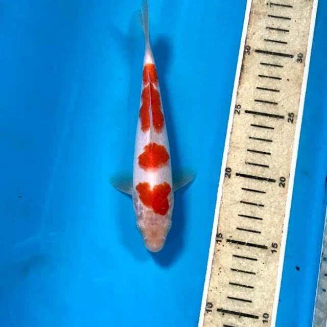 Kohaku, 19 cm