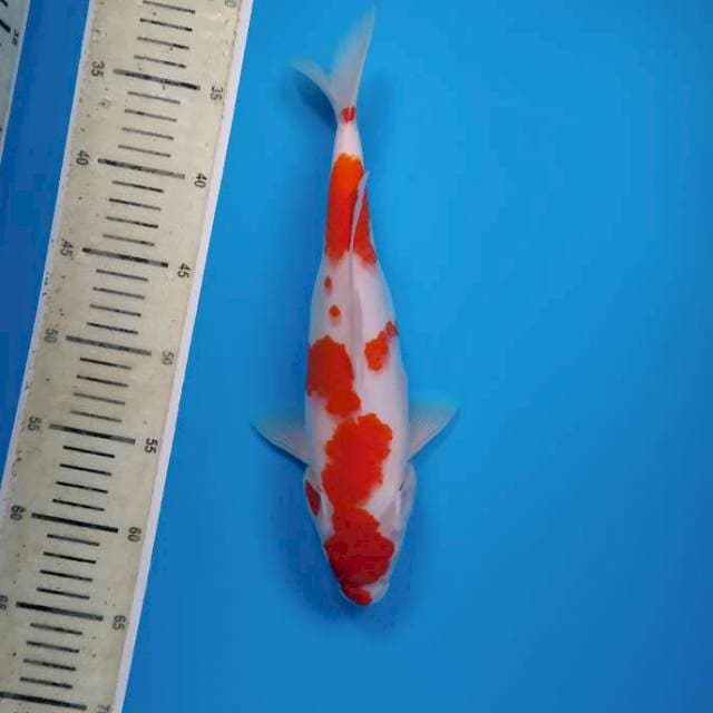 Kohaku ~32