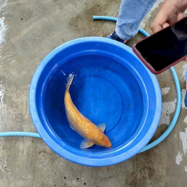 Karasi Ful Ginrin 45 Cm.Body Jos