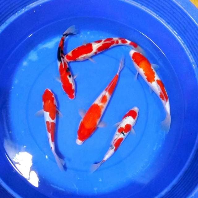 Paket kohaku sanke showa grade A