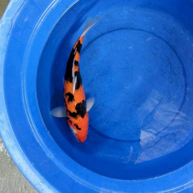Showa 37 Cm Setrong