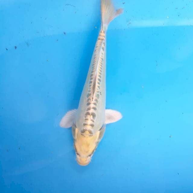 Kojaku kiko 26 cm