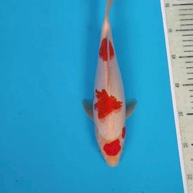 Maruten Kohaku ~31