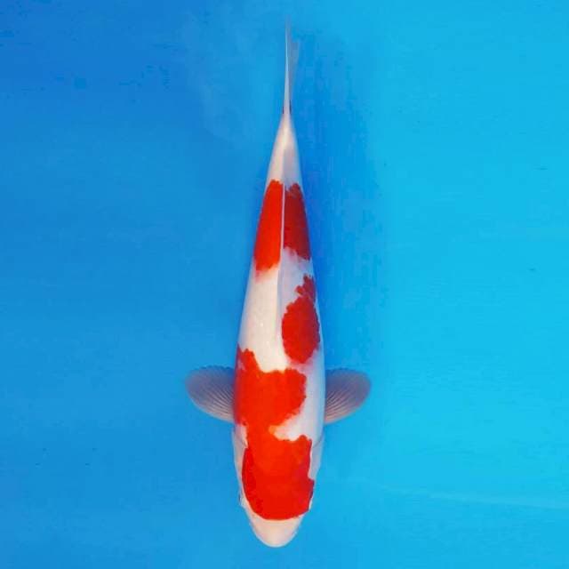 ARMATA 3 - Kohaku ®