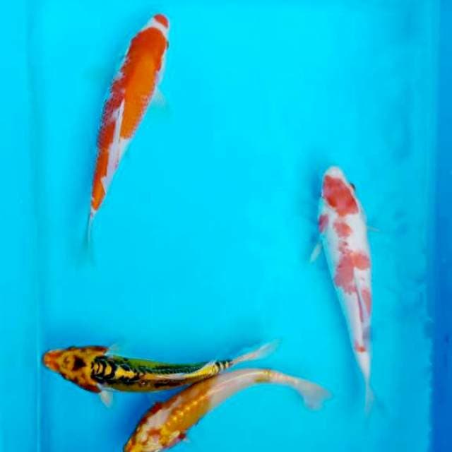 Mix koi 25cm