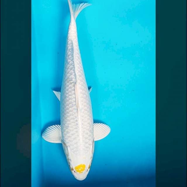 Tancho hariwake 39cm male