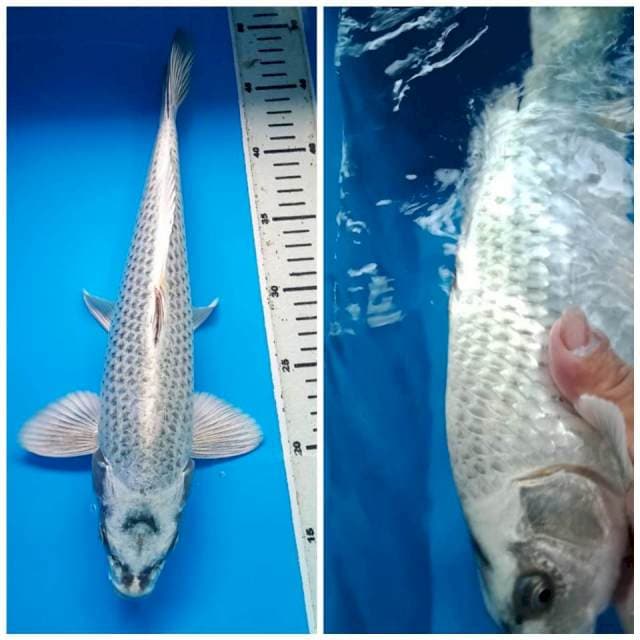 MUKASHI BULKY JANTAN 35 Cm