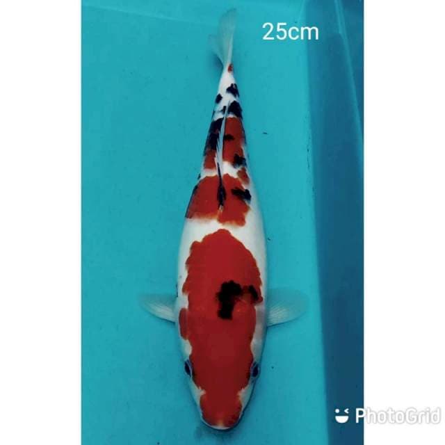 Sanke 3 step 25cm