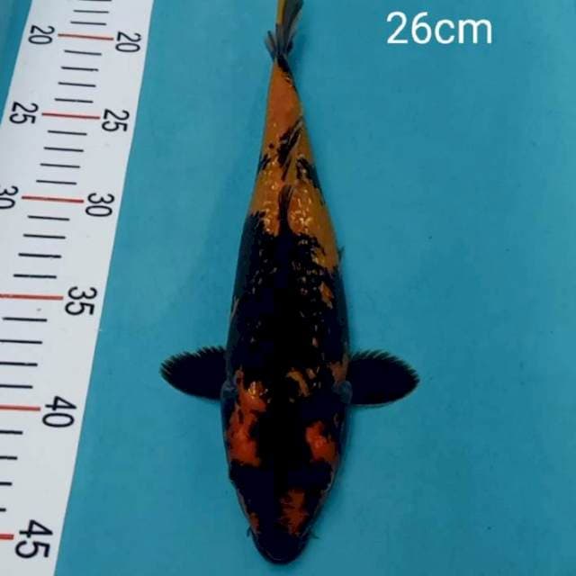 Hiutsuri ginrin 26cm