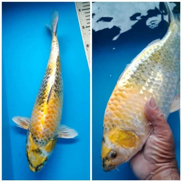 KIN SHOWA GINRIN 36 Cm