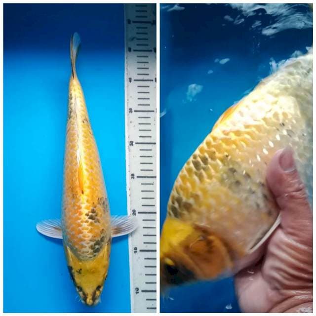 KIN SHOWA GINRIN 36 Cm