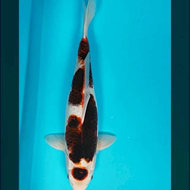 Maruten budho strong 36cm