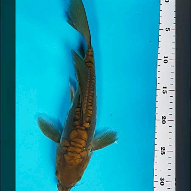 Kumpay chagoi aragoke 30cm