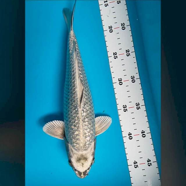 Silver mukashi ginrin 31cm male