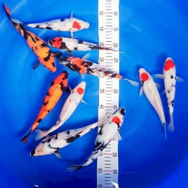 paket mix 23-28cm