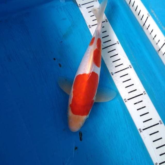 Kohaku