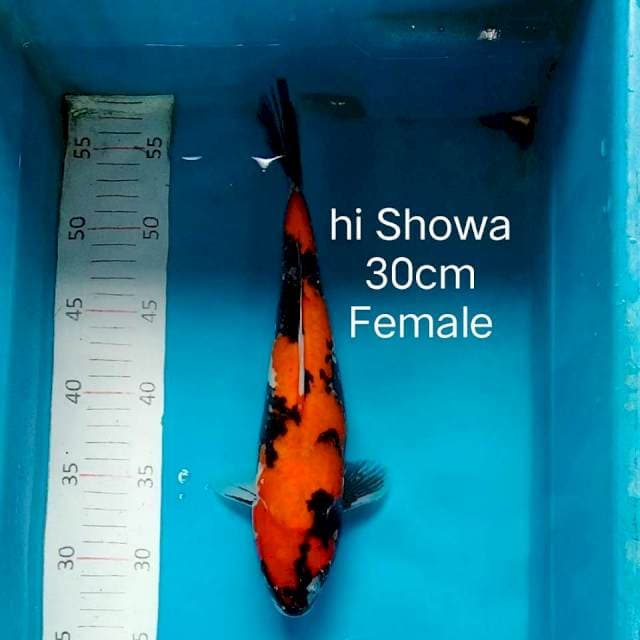 Hi showa 30cm Female