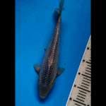 Asagi 36 cm