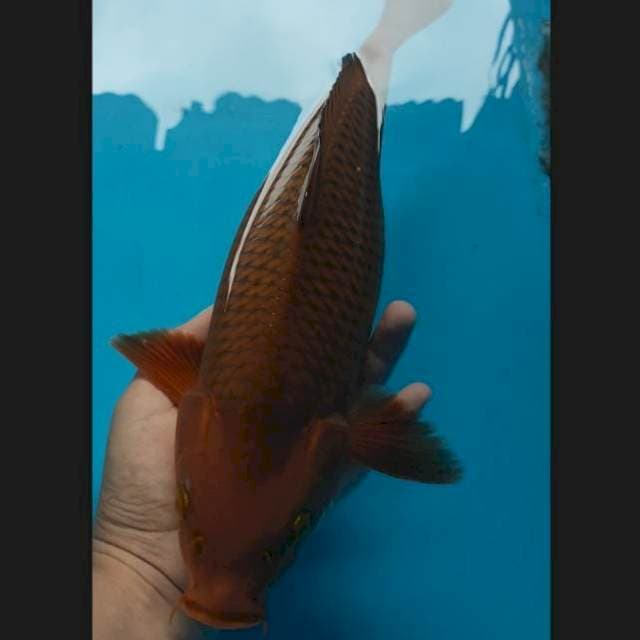 Tembaga bulky 37 cm