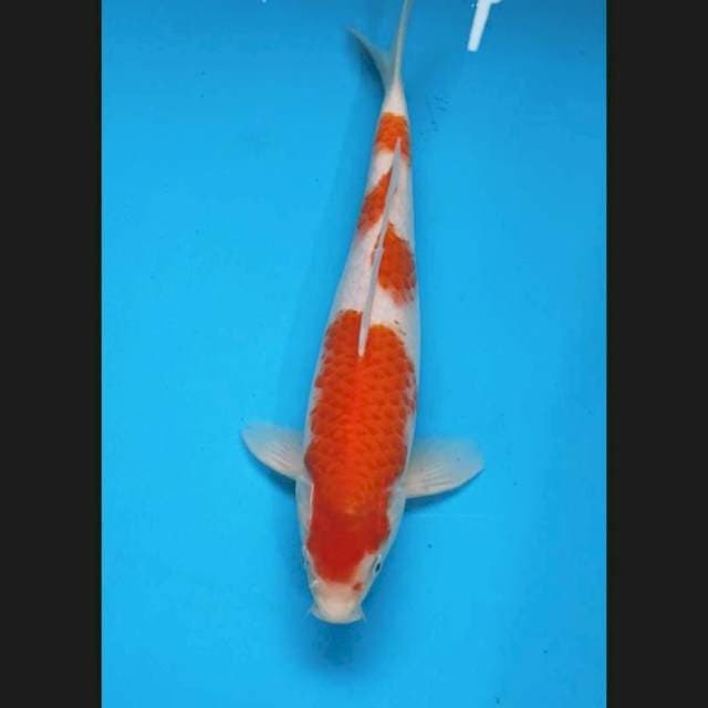 Kohaku jantan 31.cm