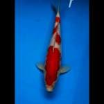 Kohaku jantan 31.cm