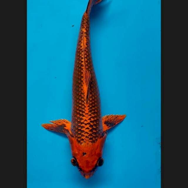 Matsuba jumbo 48 cm