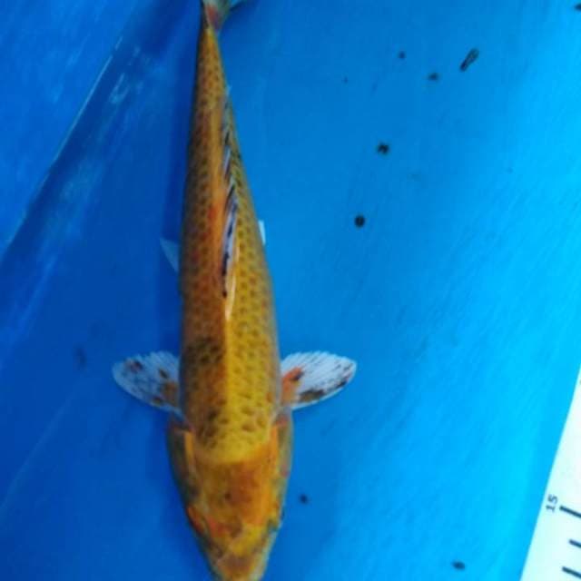 Kin ki utshuri