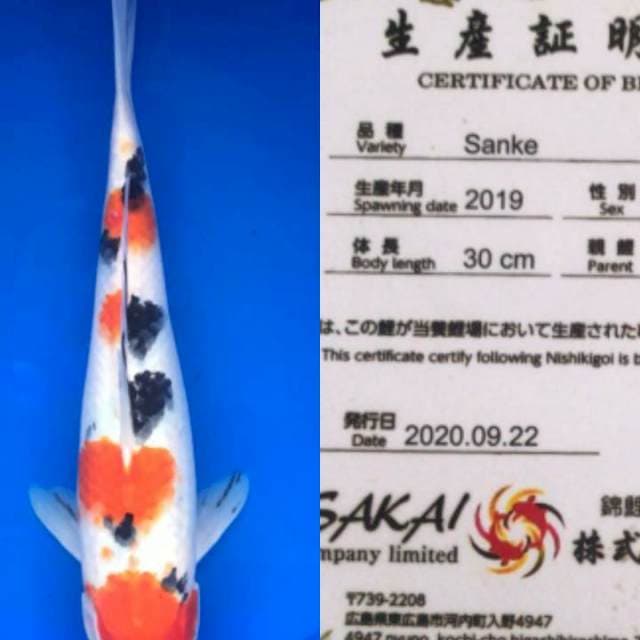 Sanke 35cm Sakai Farm 