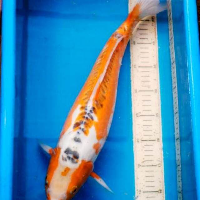 Hana Sushui Serti KONISHI Koi Farm 50 BU (MALE)