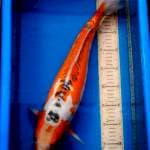 Hana Sushui Serti KONISHI Koi Farm 50 BU (MALE)