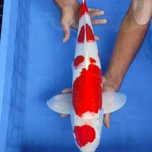 Kohaku 53 cm