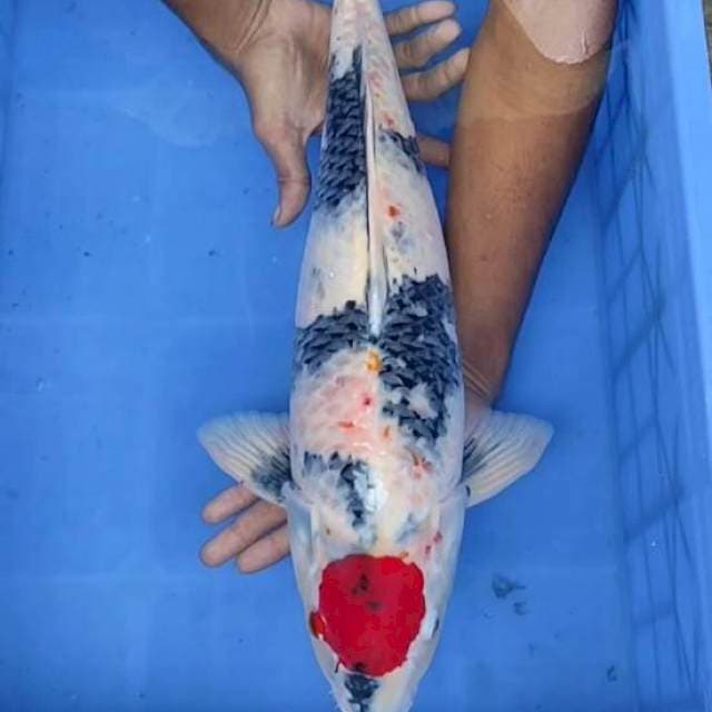 Tancho Showa 52cm