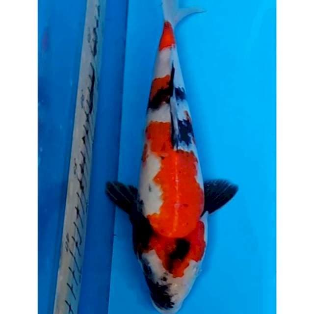 Showa Sanshoku 3step Original 27cm (M) 