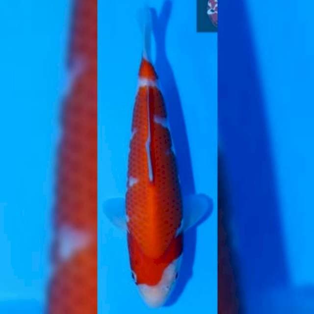 Kohaku Dainichi