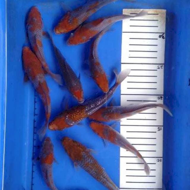 Ochiba 12 ekor 13-16cm