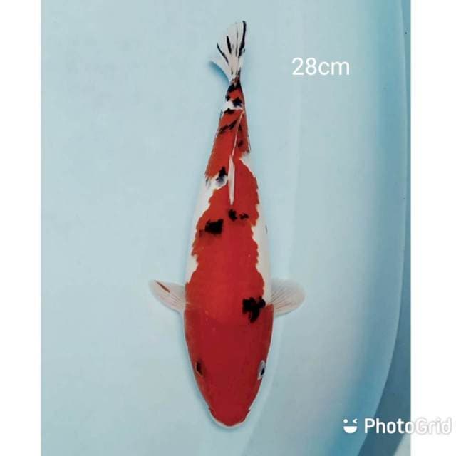 Sanke 28cm