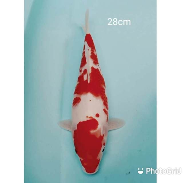 Kohaku 28cm