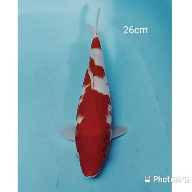 Kohaku 26cm