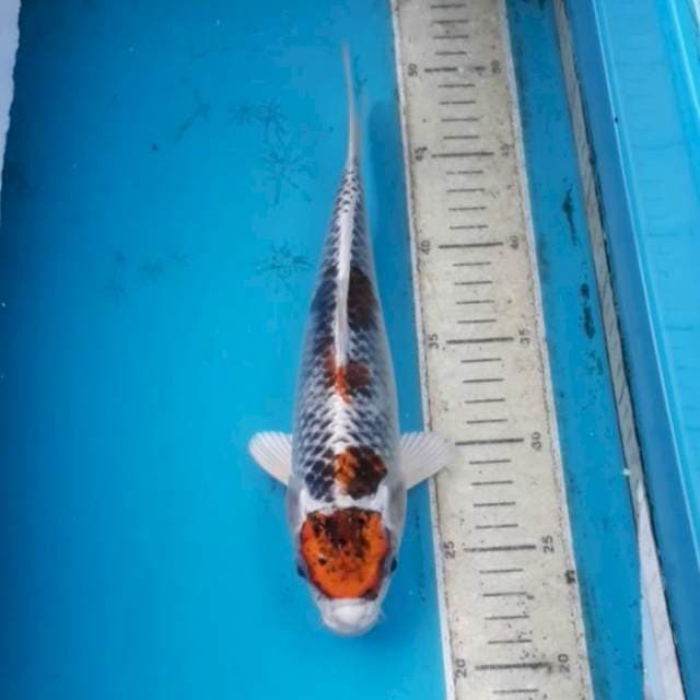 Kujaku 25 cm
