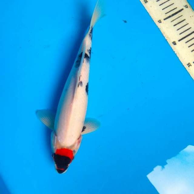 Tancho showa 29cm