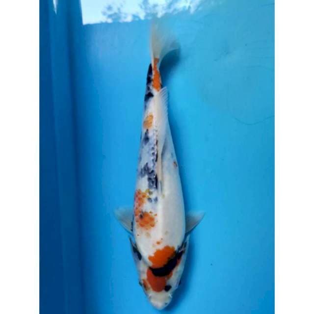 Showa, 26cm