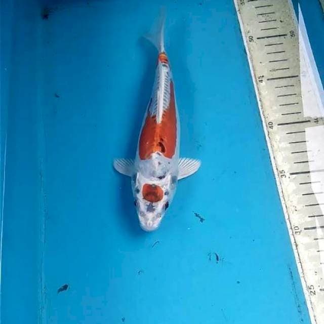 Doitsu Kujaku 23cm